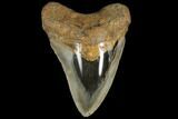 Fossil Megalodon Tooth - Polished Blade #130710-1